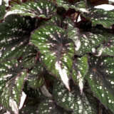 Begonia Forest Stream - Garden Express Australia