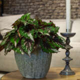 Begonia Forest Stream Begonia Forest Stream