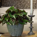 Begonia Forest Stream P68begfst - Garden Express Australia