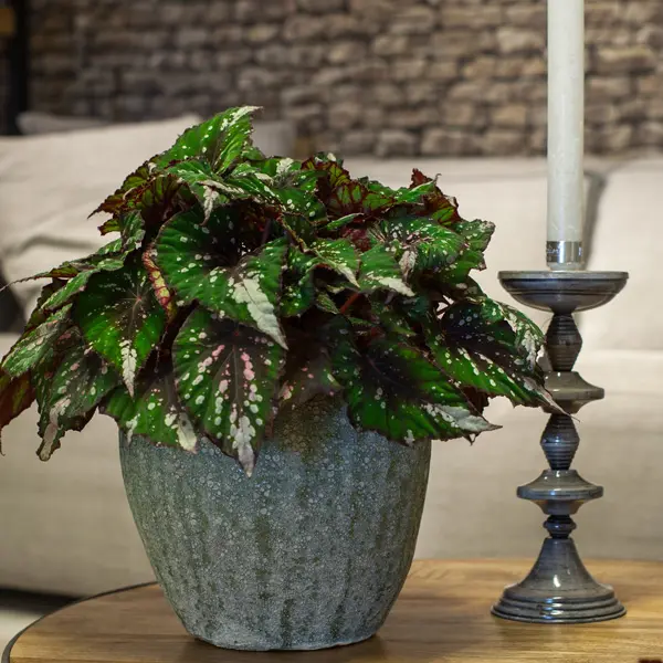 Begonia Forest Stream