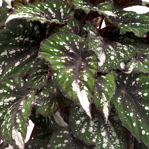 Begonia Forest Stream Begonia Forest Stream