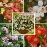 Begonia Hula Collection Colbeghul - Garden Express Australia