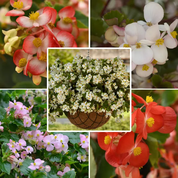 Begonia Hula Collection Begonia Hula Collection