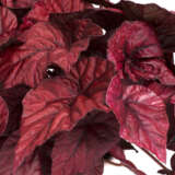 Begonia Inca Flame - Garden Express Australia