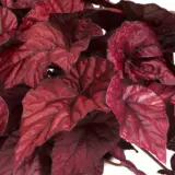 Begonia Inca Flame Begonia Inca Flame
