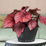 Begonia Inca Flame P68begifl - Garden Express Australia