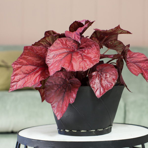 Begonia Inca Flame Begonia Inca Flame