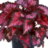 Begonia Inca Night Begonia Inca Night