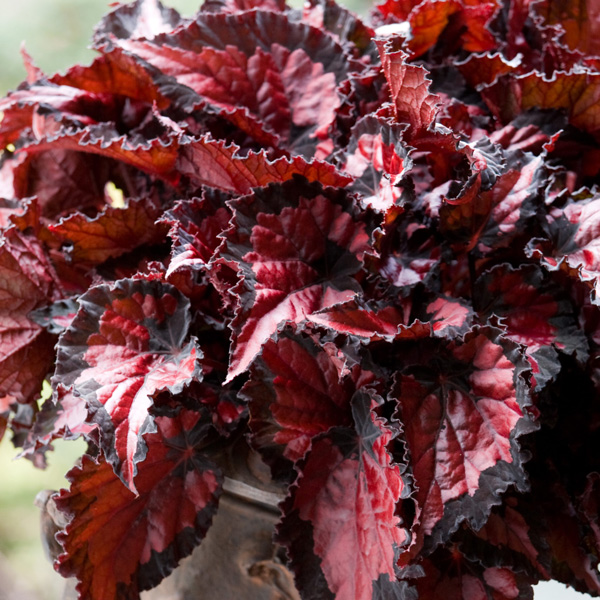 Begonia Inca Night Begonia Inca Night