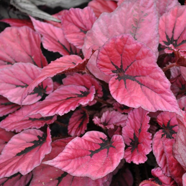 Begonia Indian Summer Begonia Indian Summer