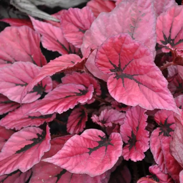 Begonia Indian Summer Begonia Indian Summer