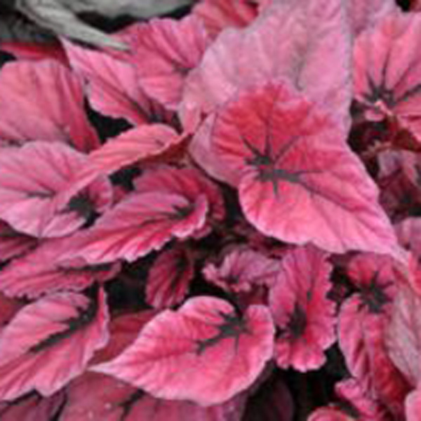 Begonia Indian Summer Begonia Indian Summer
