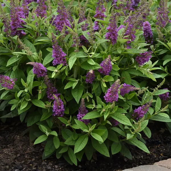 Buddleja Chrysalis Blue