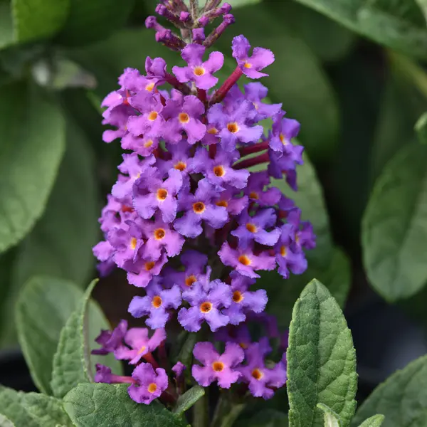 Buddleja Chrysalis Blue