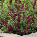 Buddleja Chrysalis Cranberry Buddleja Chrysalis Cranberry