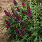Buddleja Chrysalis Cranberry P68budccr - Garden Express Australia