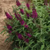 Buddleja Chrysalis Cranberry P68budccr - Garden Express Australia