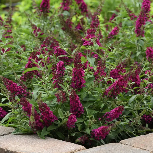 Buddleja Chrysalis Cranberry Buddleja Chrysalis Cranberry