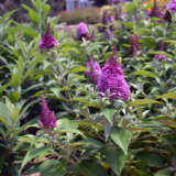 Buddleja Chrysalis Pink Buddleja Chrysalis Pink