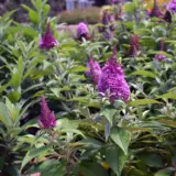 Buddleja Chrysalis Pink Buddleja Chrysalis Pink
