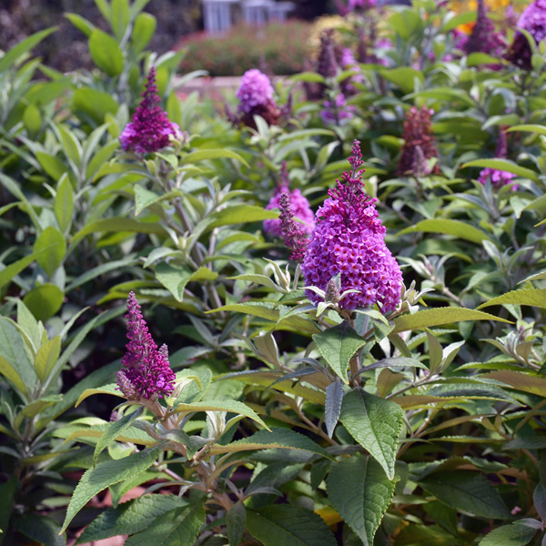 Buddleja Chrysalis Pink Buddleja Chrysalis Pink