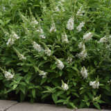 Buddleja Chrysalis White P68budcwh - Garden Express Australia
