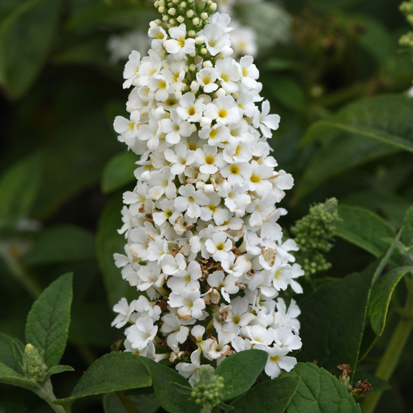 Buddleja Chrysalis White Buddleja Chrysalis White