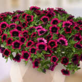 Calibrachoa Dracula P14caldra - Garden Express Australia