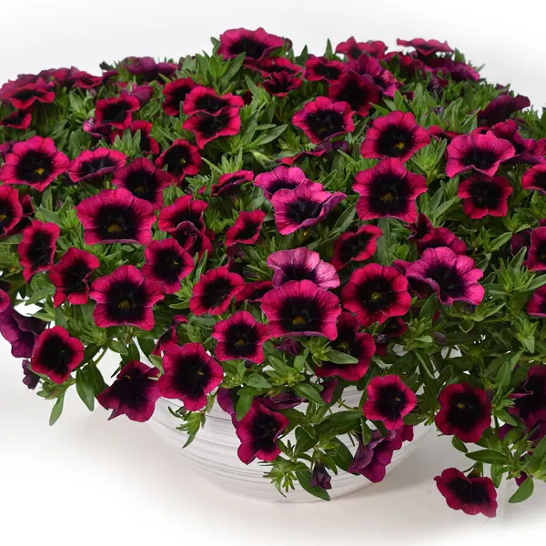 Calibrachoa Dracula Calibrachoa Dracula