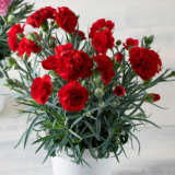 Carnation Dinamic Dark Red - Garden Express Australia