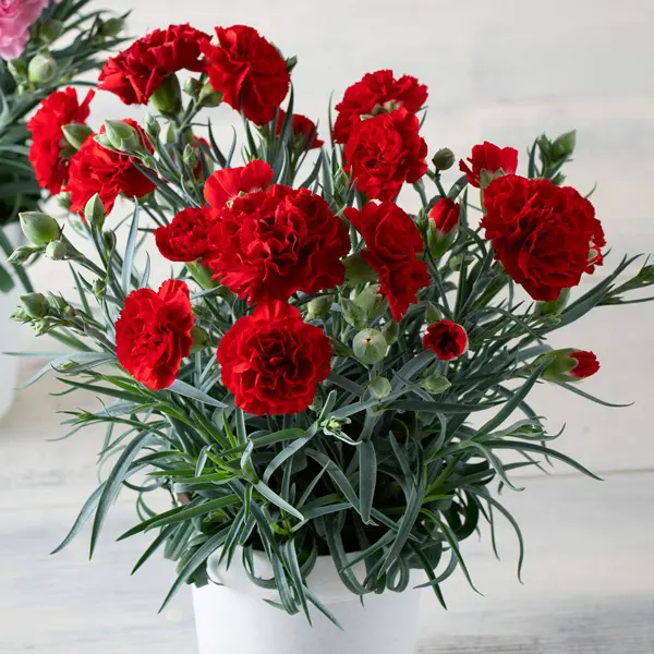 Carnation Dinamic Dark Red