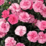 Carnation Dinamic Pink Carnation Dinamic Pink
