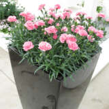 Carnation Dinamic Pink P12cardpn - Garden Express Australia