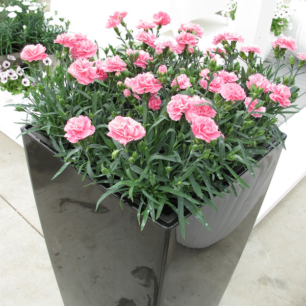 Carnation Dinamic Pink