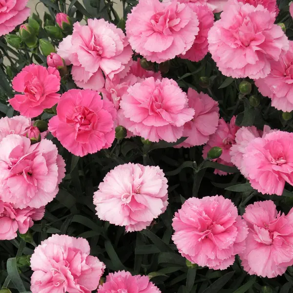 Carnation Dinamic Pink