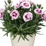 Carnation Dinamic Purple And White - Garden Express Australia