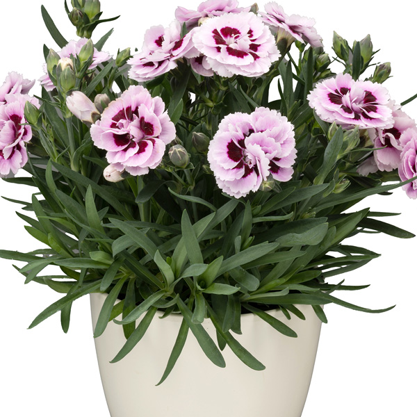 Carnation Dinamic Purple And White