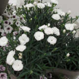 Carnation Dinamic White