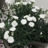 Carnation Dinamic White Carnation Dinamic White