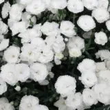 Carnation Dinamic White 2 - Garden Express Australia