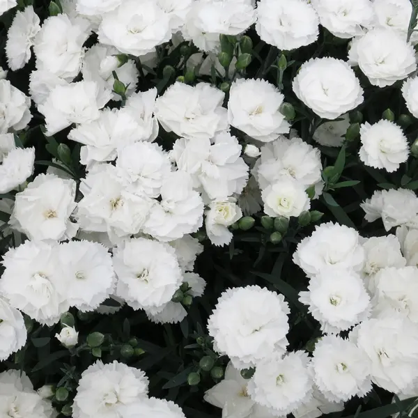 Carnation Dinamic White