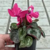 Cyclamen Xxl Neon Pink Cyclamen Xxl Neon Pink