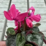 Cyclamen Xxl Neon Pink P12cycxnp - Garden Express Australia