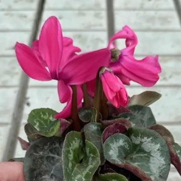 Cyclamen Xxl Neon Pink