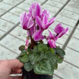 Cyclamen Xxl Violet Flamed