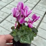 Cyclamen Xxl Violet Flamed Cyclamen Xxl Violet Flamed