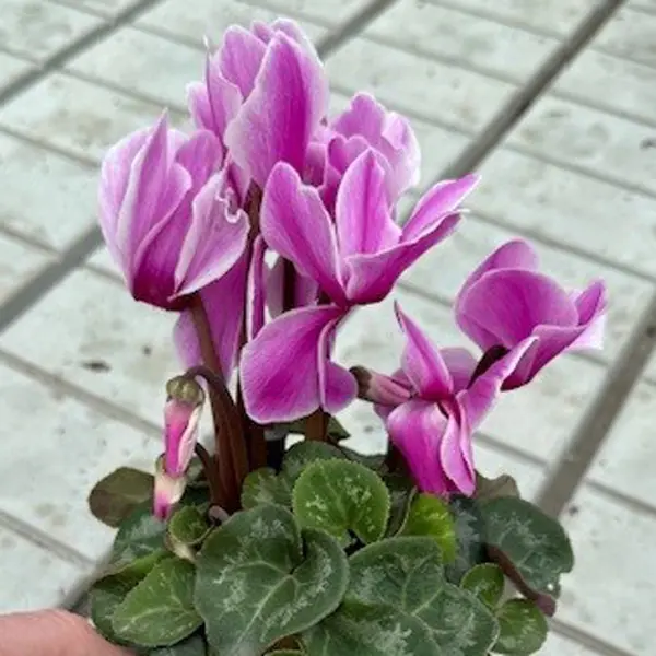 Cyclamen Xxl Violet Flamed