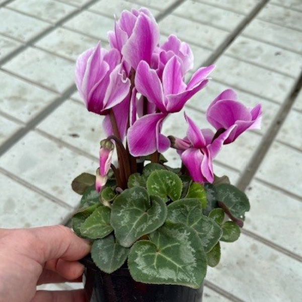 Cyclamen Xxl Violet Flamed