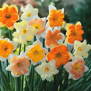 Daffodil Butterfly Mixed – Pre-Order Daffodil Butterfly Mixed – Pre-Order