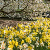 Daffodil Mixed – Pre-Order Daffodil Mixed – Pre-Order